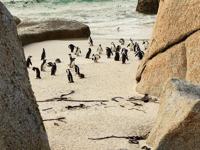 Now you can protect wildlife on @AirbnbExperiences