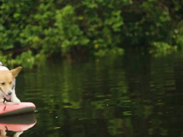 Introducing Animals on @AirbnbExperiences