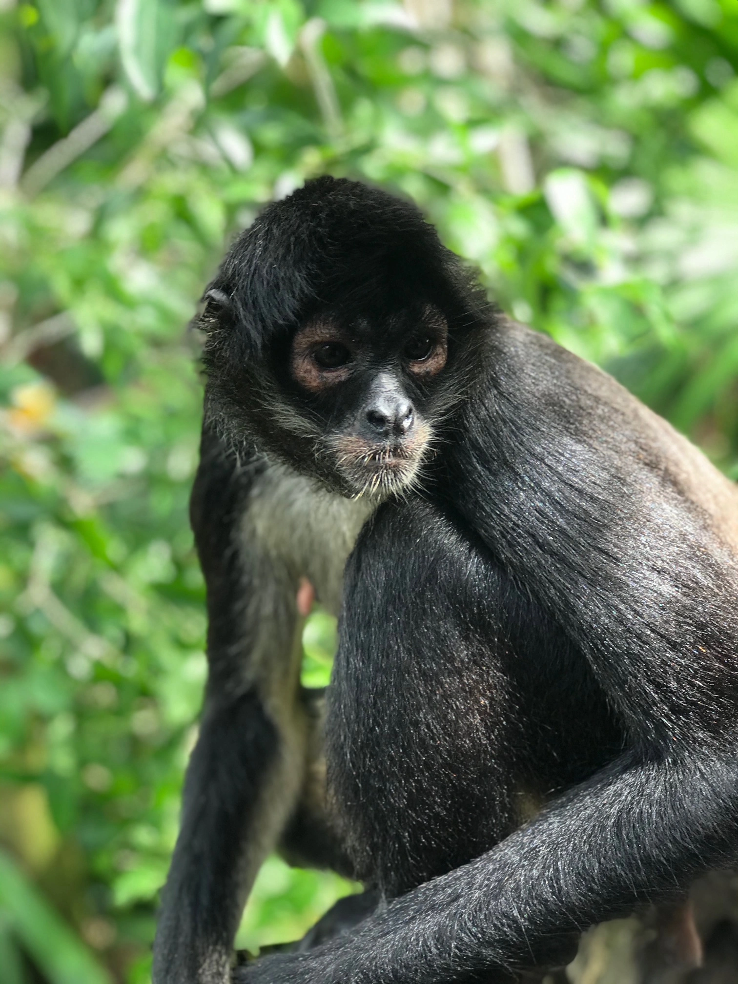 Spider Monkey - Sandos Caracol Resort 