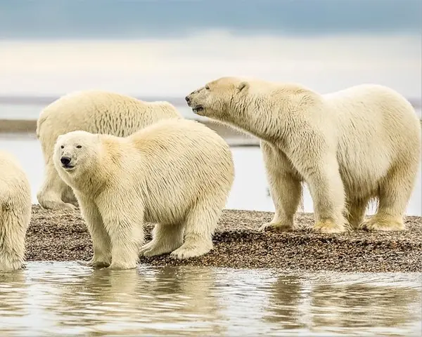 Kingsbridge Travel Alaska Luxury Cruises