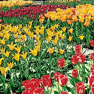 Holland, Luxembourg & Belgium with Paris