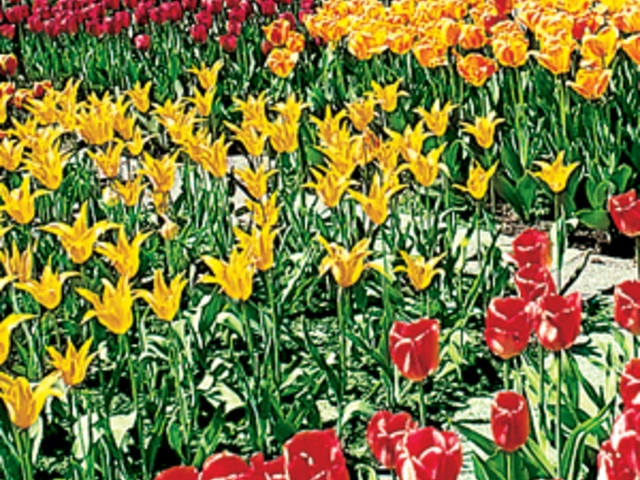 Holland, Luxembourg & Belgium with Paris