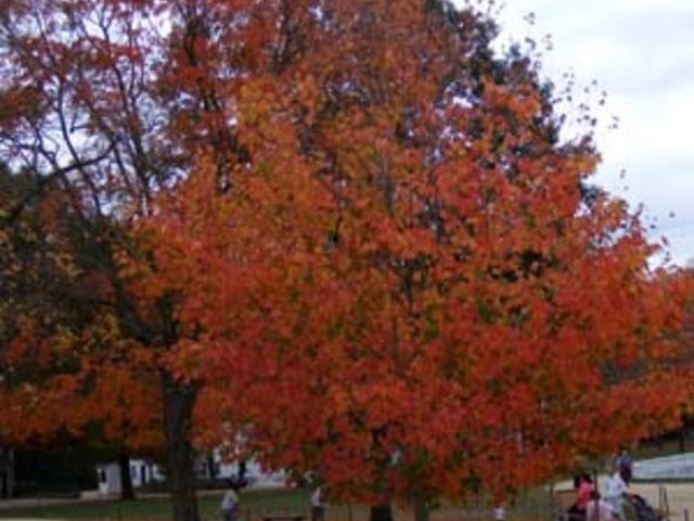 Classic Fall Foliage