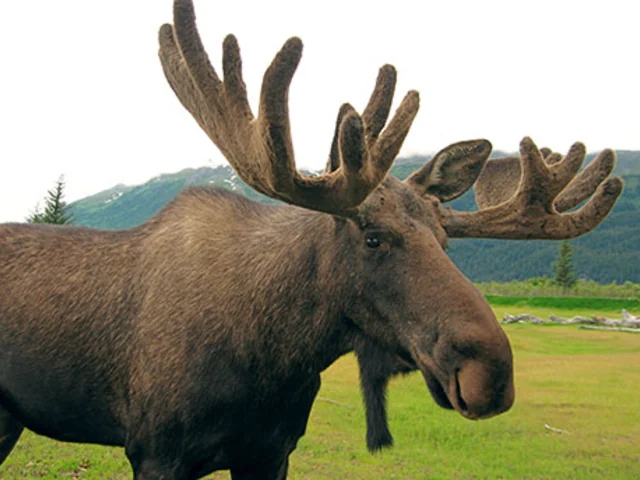 Winter in Yellowstone