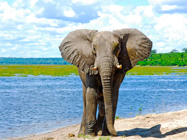 Exploring South Africa, Victoria Falls & Botswana