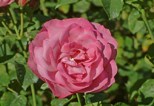 Eternal Gardens of Rome