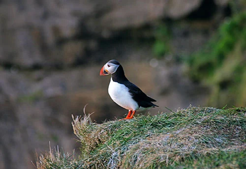 Wonders of Newfoundland