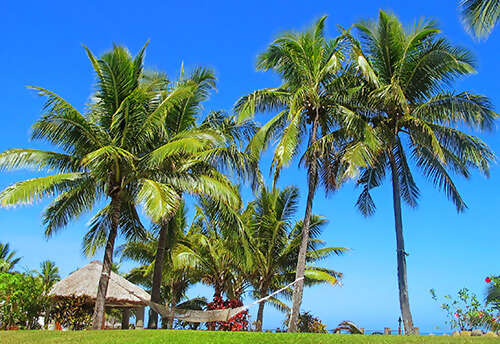 A Taste of the South Pacific