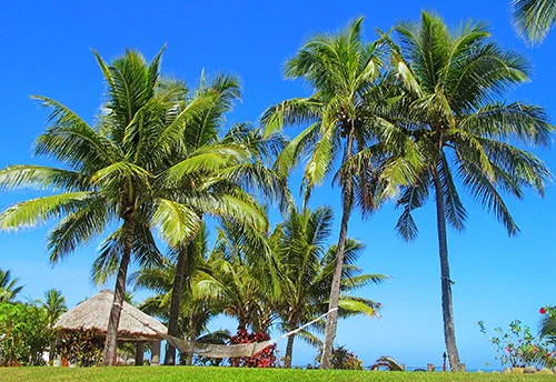 A Taste of the South Pacific