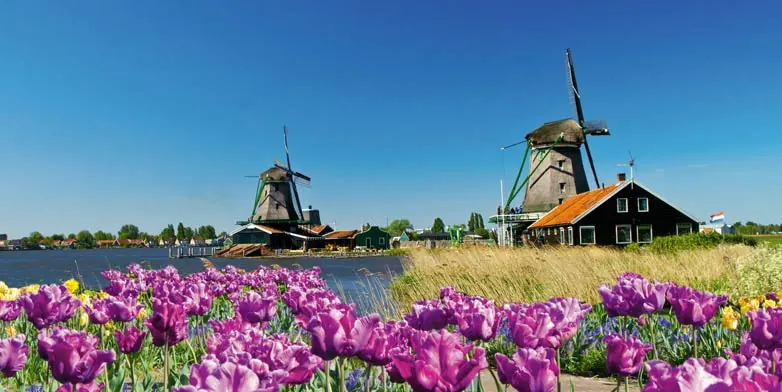 Tulips & Windmills