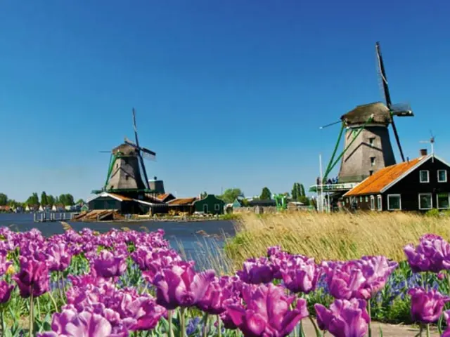 Tulips & Windmills