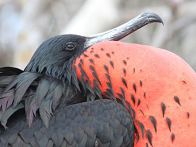 Cruising the Galápagos on board the Coral I/II – 7-Night cruise