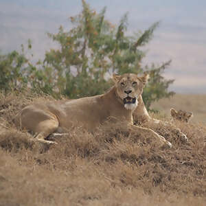 Tanzania: The Serengeti & Beyond with Selous
