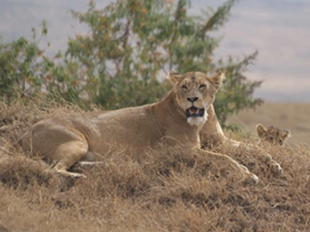 Tanzania: The Serengeti & Beyond with Selous