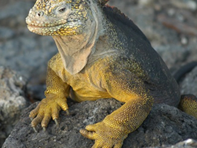 From the Inca Empire to the Peruvian Amazon with the Nazca Lines & Galápagos Cruise