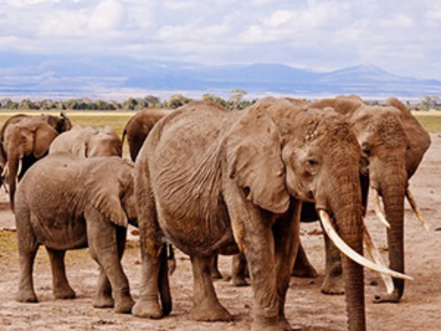 South Africa from the Cape to Kruger