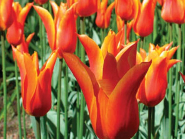 Tulip Time Cruise for Beer Enthusiasts
