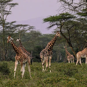 On Safari in Kenya with Amboseli