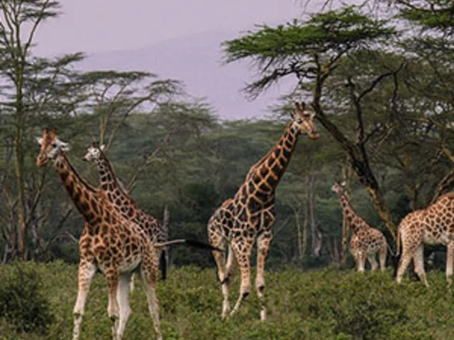 On Safari in Kenya with Amboseli