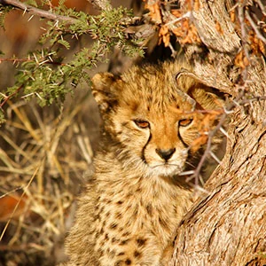 On Safari in Kenya & Tanzania with Nairobi