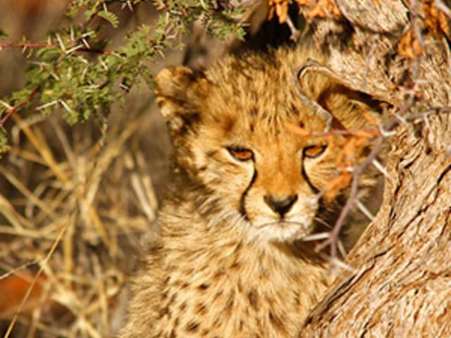 On Safari in Kenya & Tanzania with Nairobi