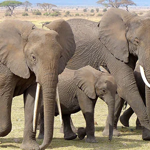 Kenya: A Classic Safari with Nairobi & Stay in Maasai Mara