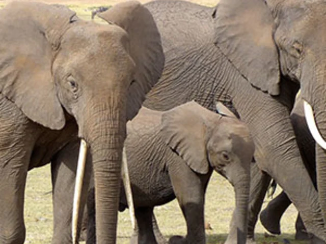 Kenya: A Classic Safari with Nairobi & Stay in Maasai Mara