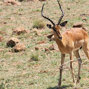 Best of South Africa