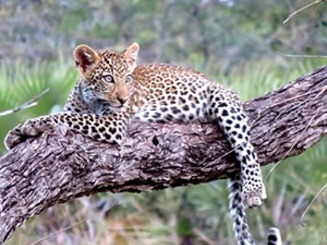 Tanzania: The Serengeti & Beyond with Serengeti Extended Stay