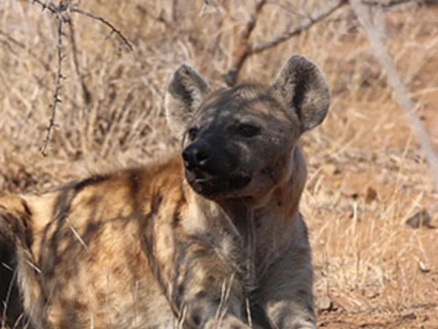 Best of South Africa with Dubai