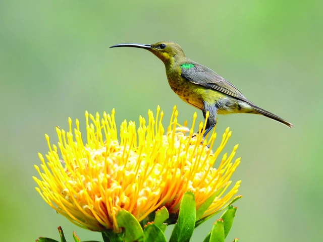Spectacular South Africa Culture & Nature in Harmony