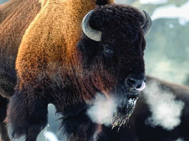 Winter in Yellowstone