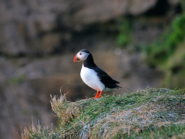 Wonders of Newfoundland featuring Lighthouses, Iceburg Alley, & Gros Morne