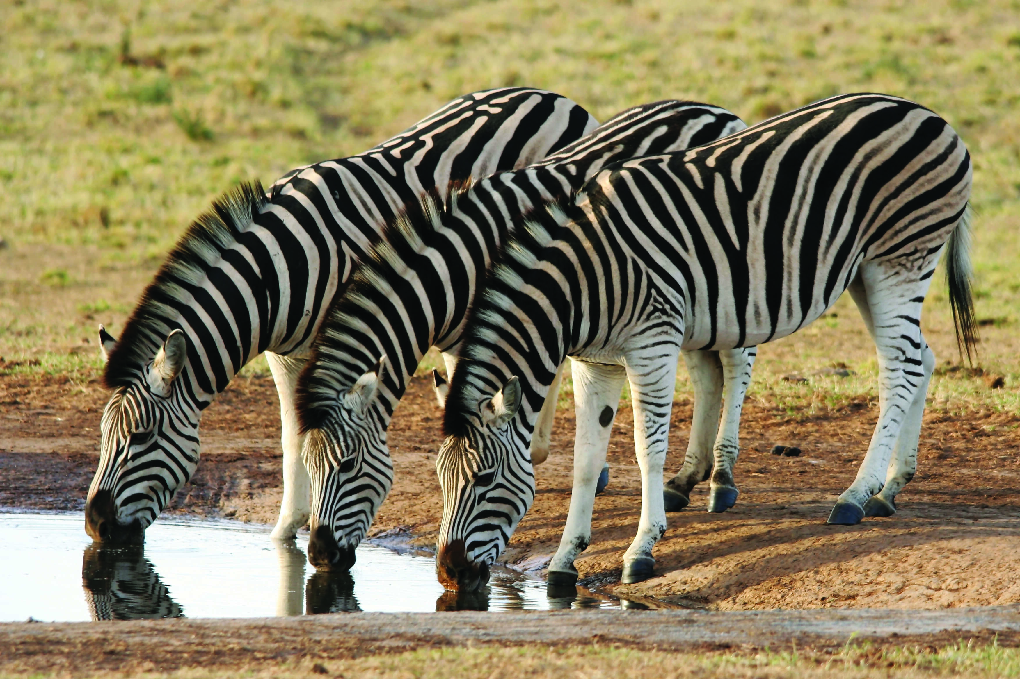 Exploring South Africa, Victoria Falls & Botswana