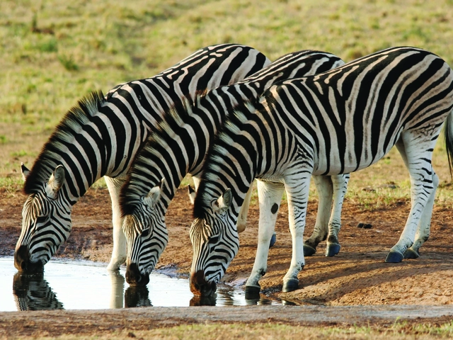 Exploring South Africa, Victoria Falls & Botswana