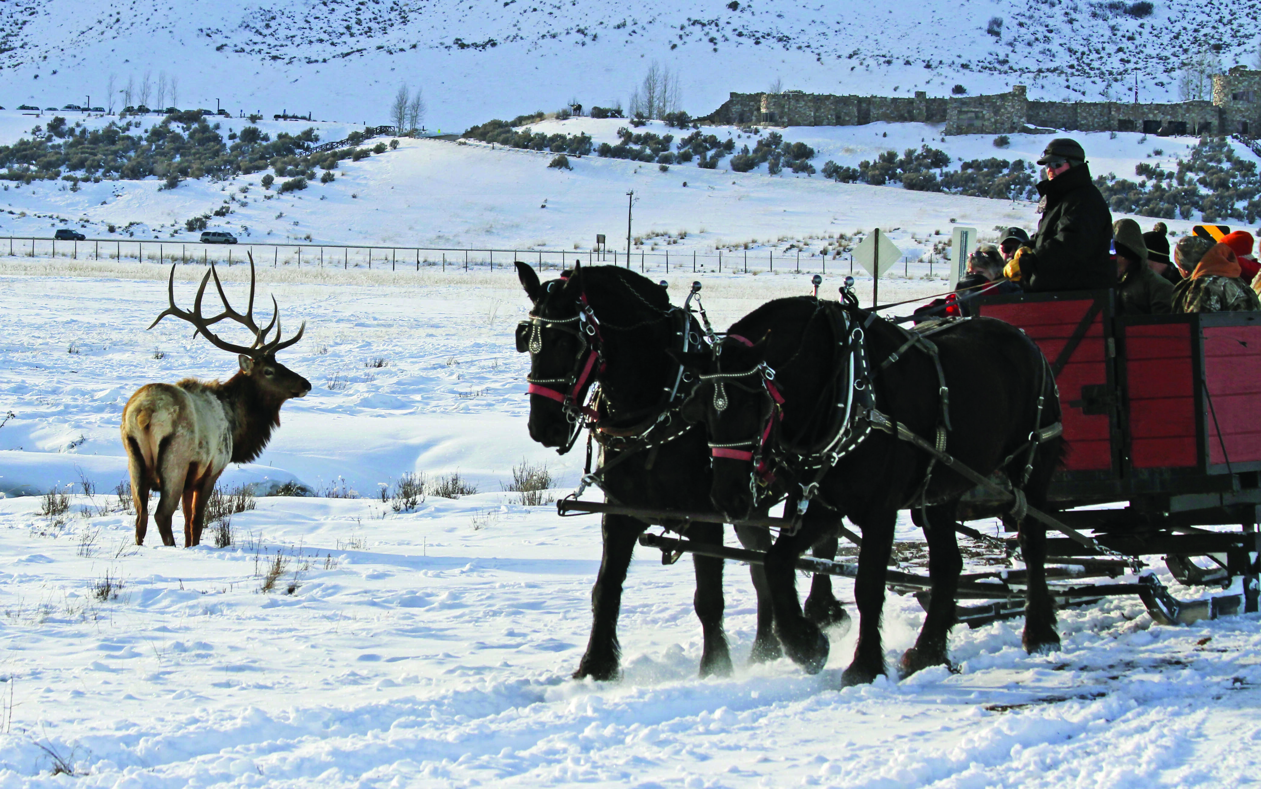 Winter in Yellowstone