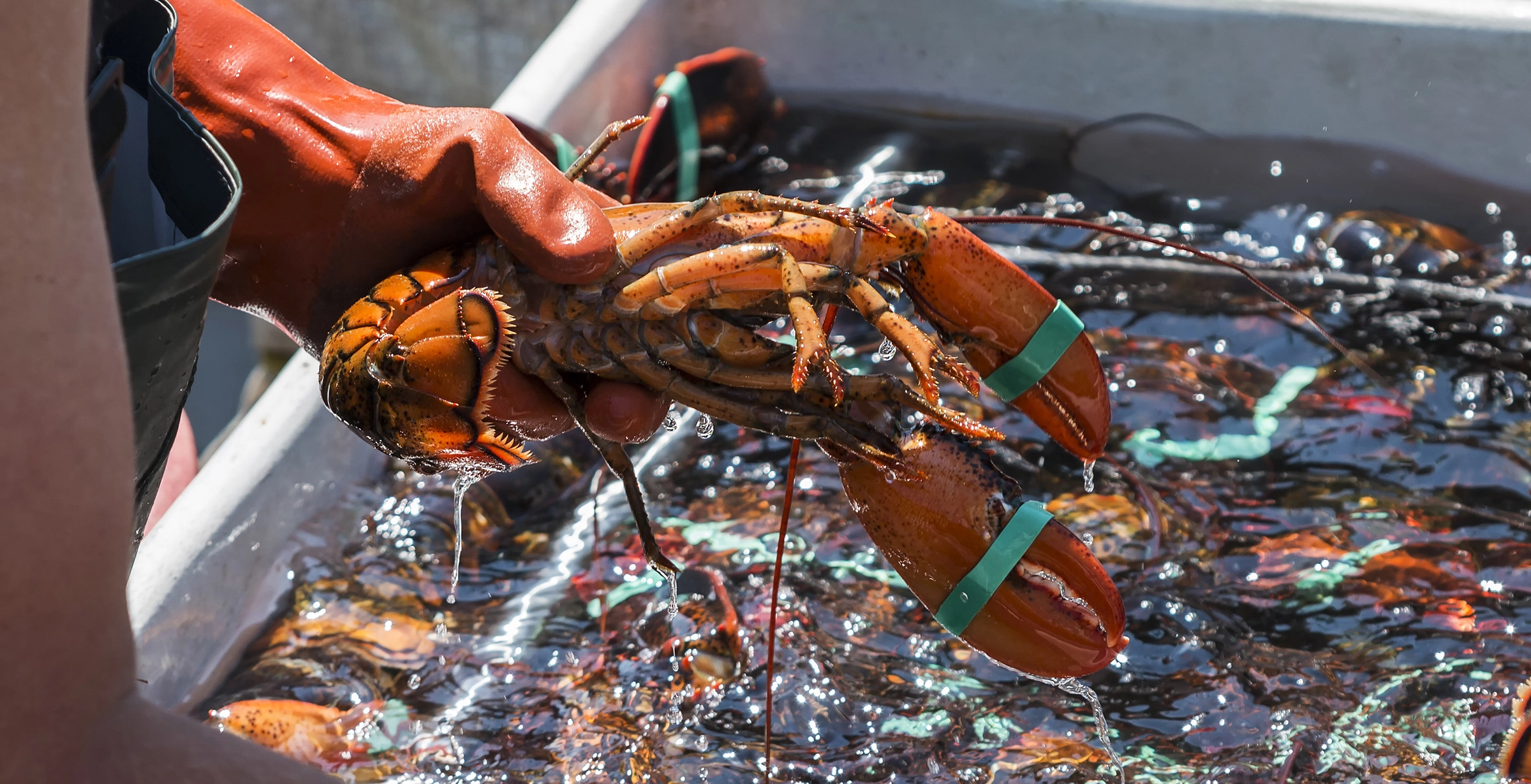 Maritimes Coastal Wonders featuring the Cabot Trail