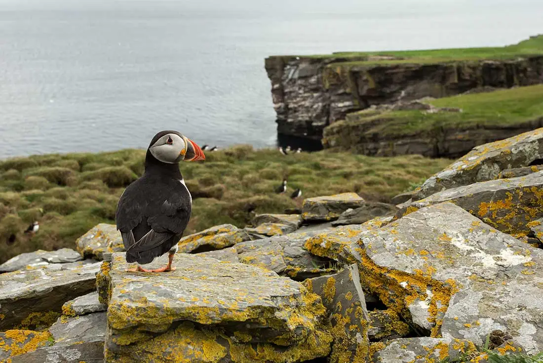 Icelandic Adventure