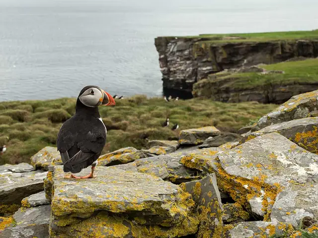 Icelandic Adventure