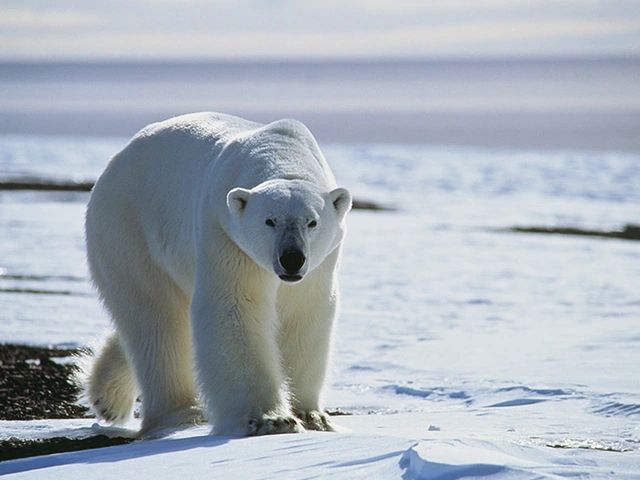 Patagonia: Edge of the World featuring Argentina, Chile, and a 4-Night Patagonia Cruise