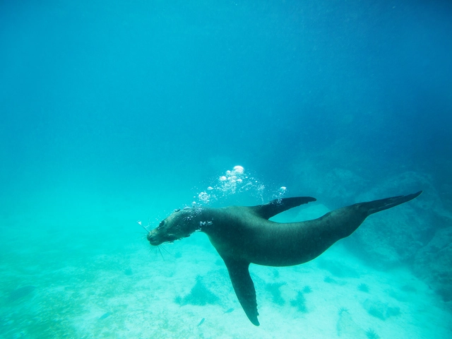 Upgraded Land Galapagos