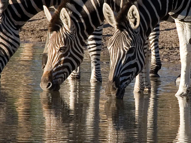 Botswana and Falls Overland: Wildlife Walks & Safari Drives