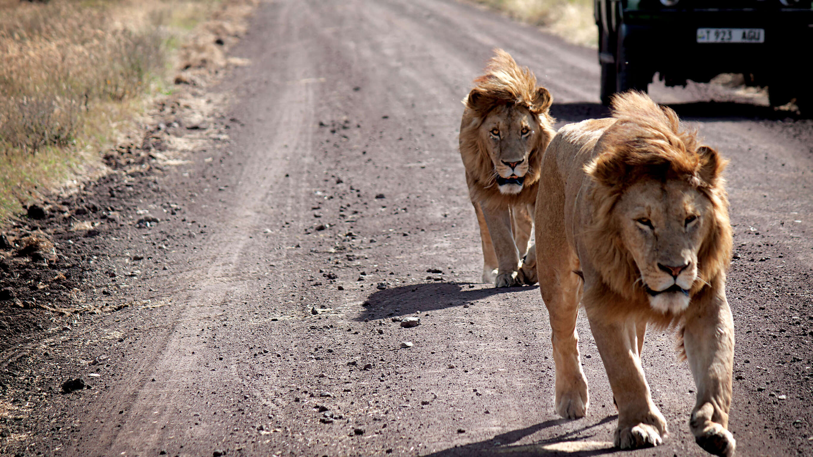 Serengeti Safari to Zanzibar
