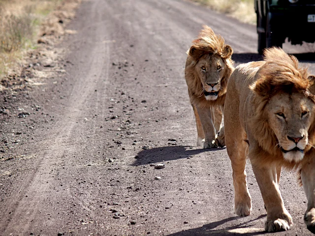 Serengeti Safari to Zanzibar