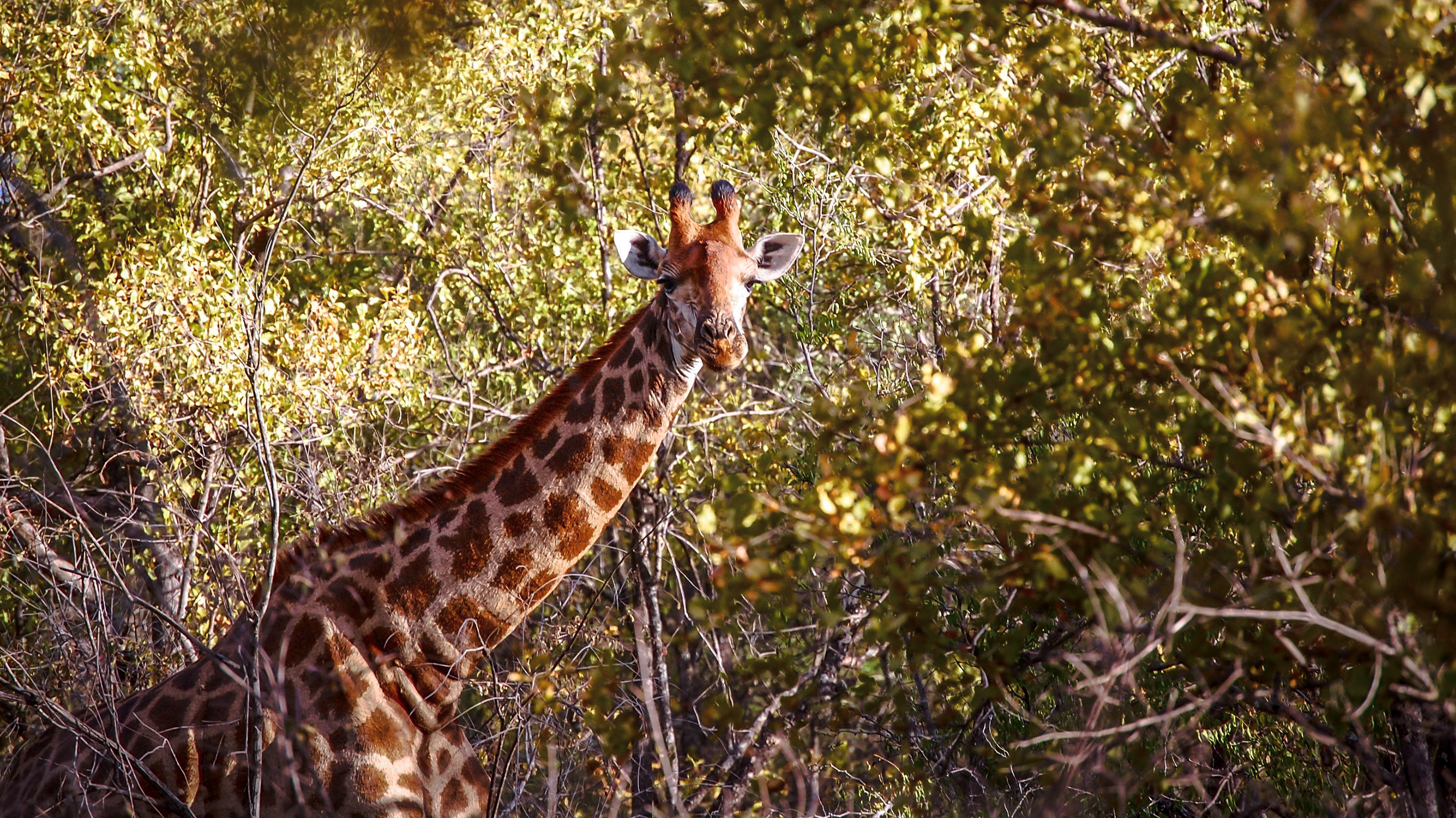 Cape to Kruger Adventure