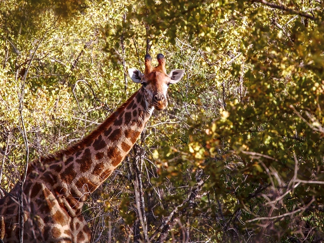 Cape to Kruger Adventure