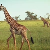 Kenya & Tanzania Overland Express (Nairobi Loop)