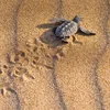 Turtles and Tortuguero Independent Adventure