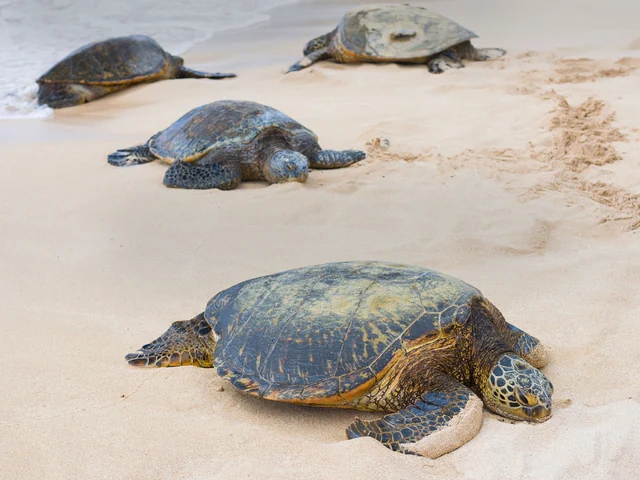 Tortuguero National Park Tour – 5-Day Independent Adventure