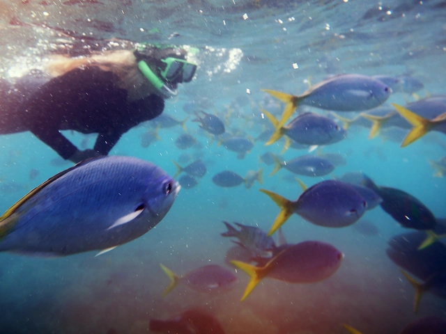 Best of Australia — Plus